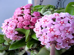 Hindu rope plant blooms