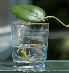 Hindu rope plant growing in water