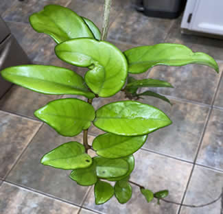 Hoya carnosa cutting taken for propagation