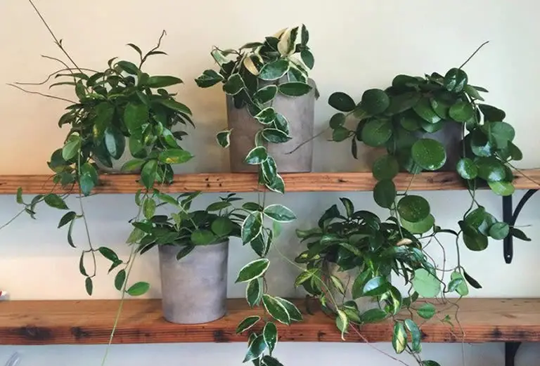 Hoya plants growing on shelf