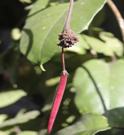 Hoya seeds on plant