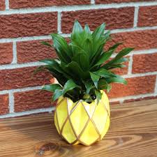 Pineapple dracaena