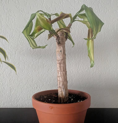 Potted dracaena dying