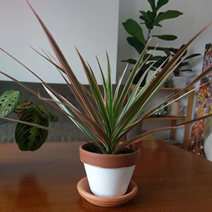 Potted dracaena growing on table