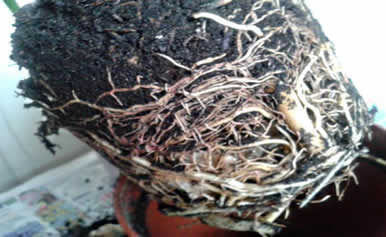 Root bound dracaena marginata