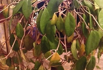 Underwatered Hoya