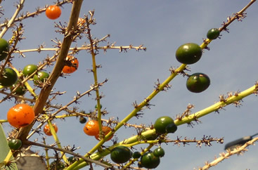 Dracaena Draco berries