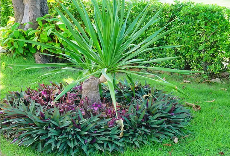 Growing Dracaena Outside. Guide to Potted & Yard Dracaena