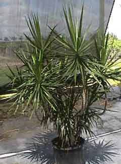 Dracaena marginata in shade outside