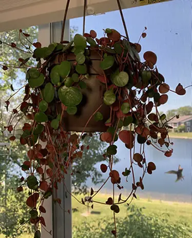 Peperomia Ruby porch plant