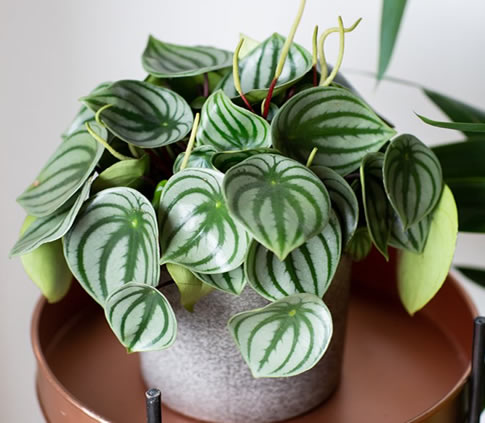 Peperomia argyreia watermelon