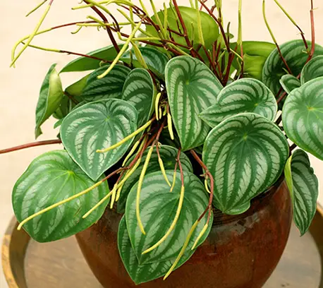 Peperomia with spindles