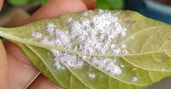 mealybugs on plant leaf