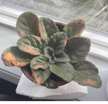 African violet leaves dying