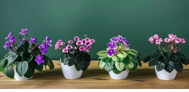 African violet plants