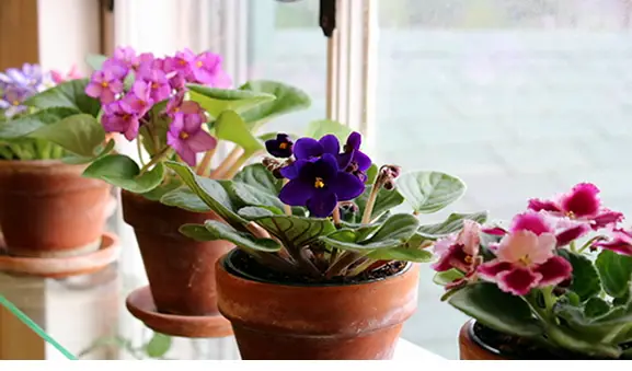 African violets in pots