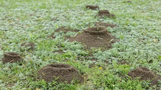 Ant hills in yard