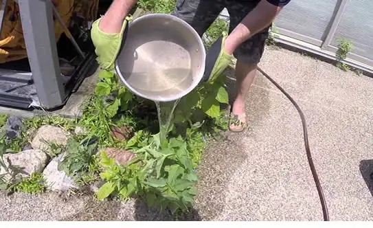 Boiled water poured on plants