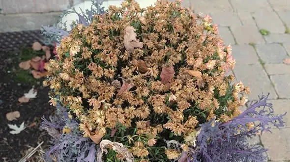 Brown potted mums