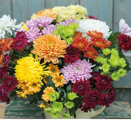 Chrysanthemum blooms