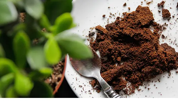 Coffee grounds as plant fertilizer