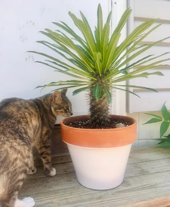 Curious cat investigating potted Madagascar palm houseplant