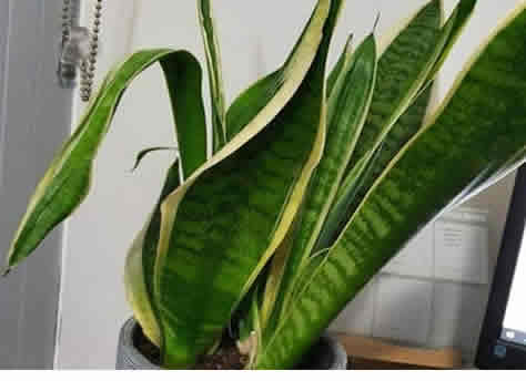Curling snake plant leaves