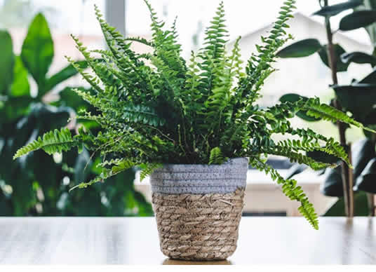 Fern indoors