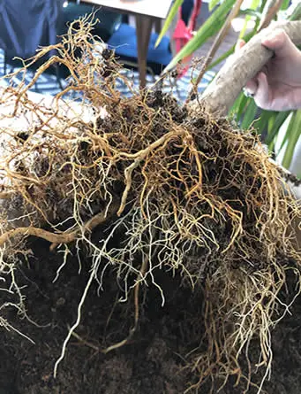 Healthy Dracaena roots