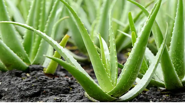 Healthy aloe vera plants