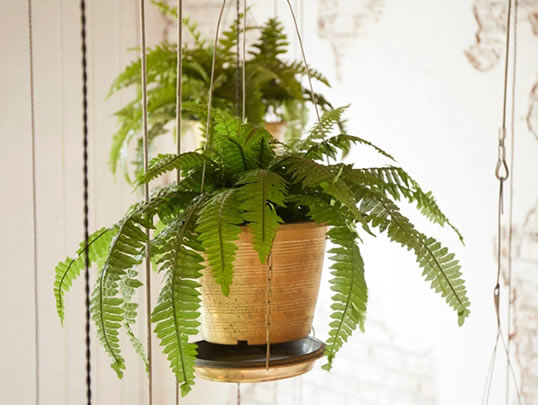 Indoor hanging fern
