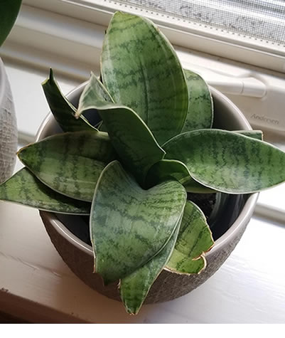 Leaves curling on snake plant