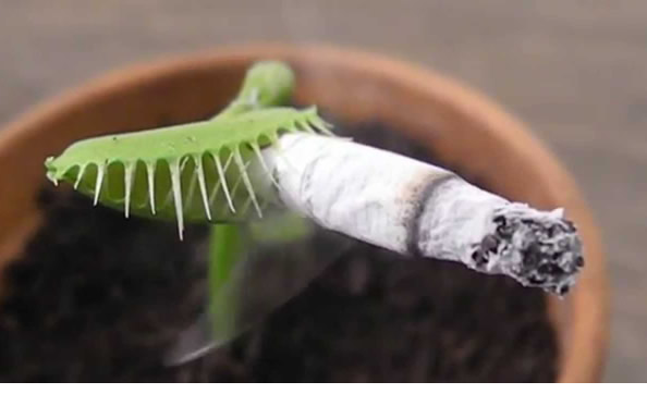 Plant smoking