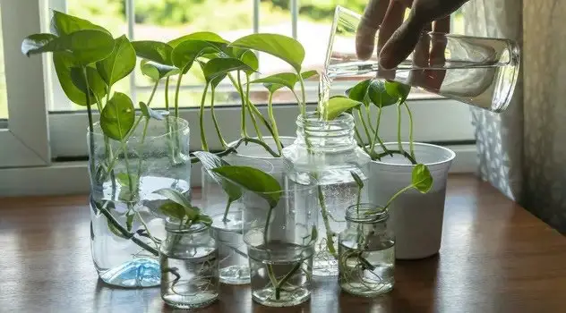 Pothos in water