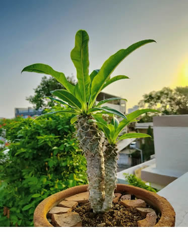 Potted Madagascar Palm