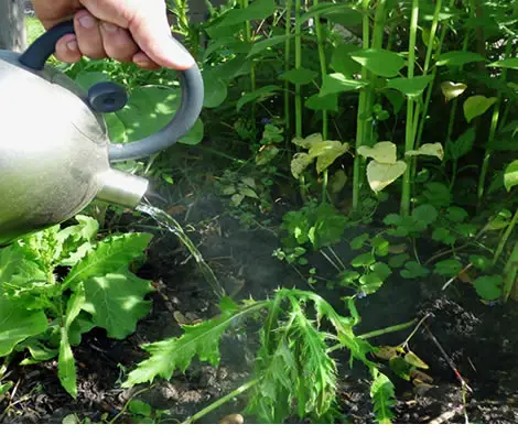 Pouring boiling water over plants