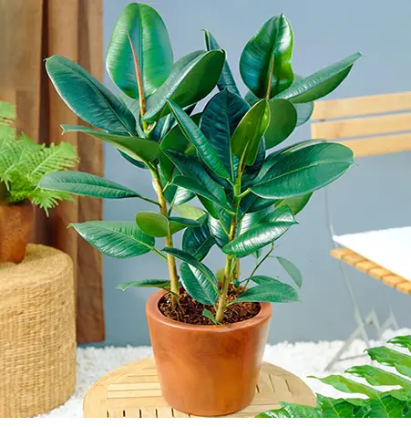 Rubber plant in pot