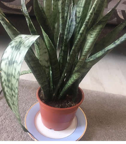 Snake plant leaves curling