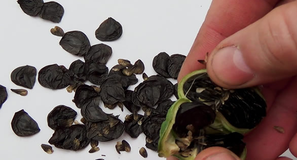 hippeastrum seeds