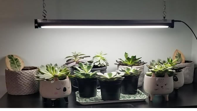 succulents under artificial light