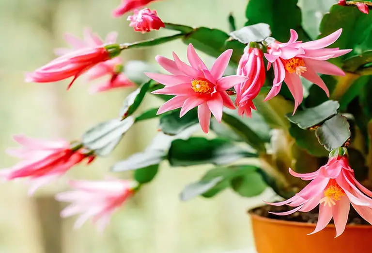 How To Make Christmas Cactus Bloom In 3 Easy Steps