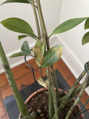 ZZ plant problems - brown tips on leaves