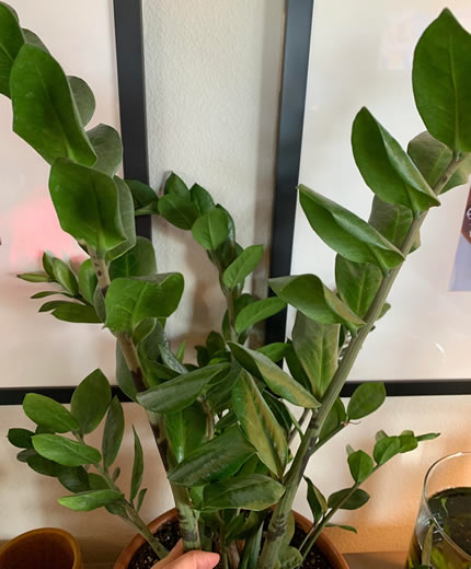 ZZ plant problems - curling leaves