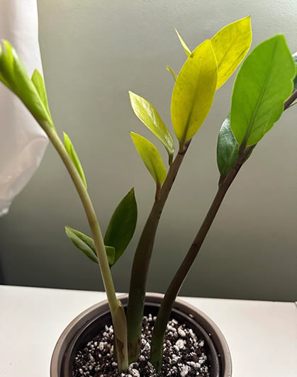 ZZ plant problems - lost lower leaves