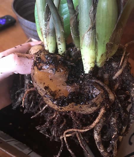 ZZ plant problems - root rot