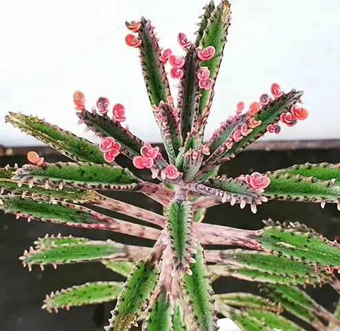 Pink Mother of Thousands