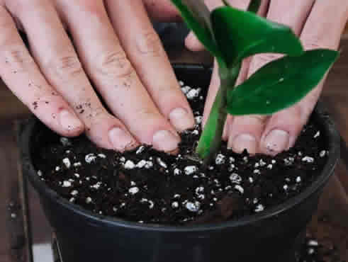 ZZ plant leaf bud propagation