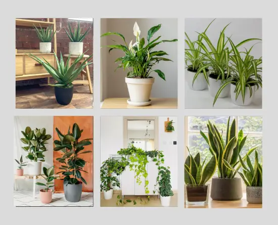 A selection of hard to kill house plants