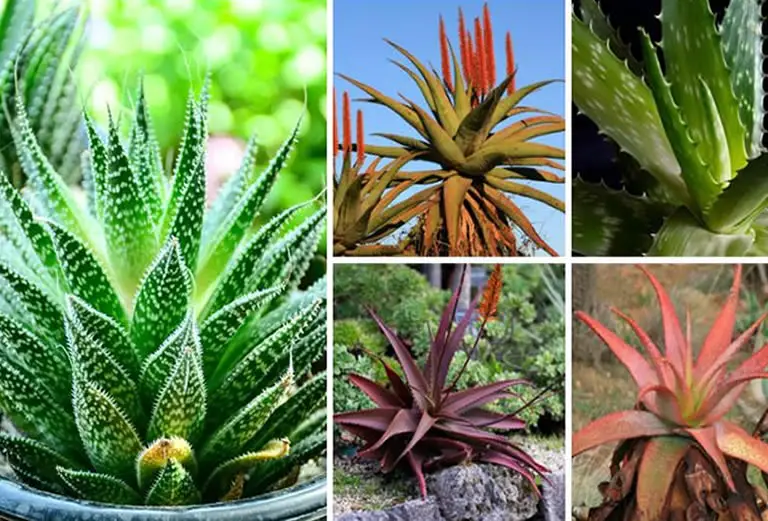 10 Different Types Of Aloe Plants