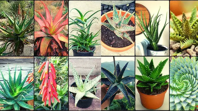 Different types of aloe plants